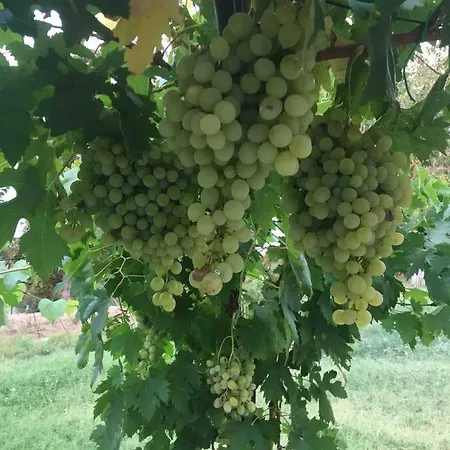 Gaia Toscana * Campagnatico